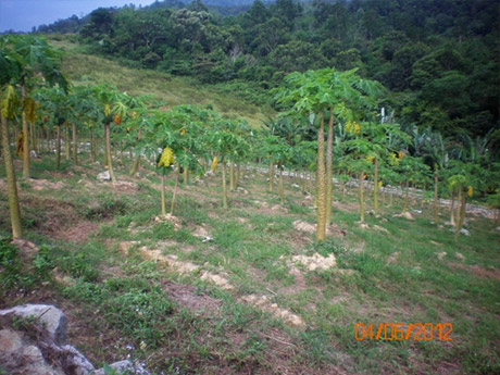 papaya-disease-treatment-before