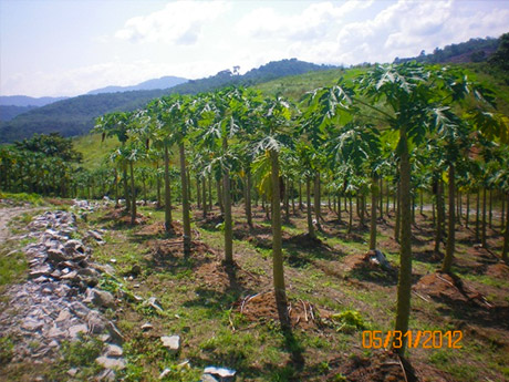 papaya-disease-treatment-recover