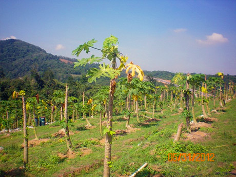 papaya-disease-treatment-recover